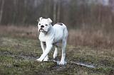 BOULEDOGUE AMERICAIN 023